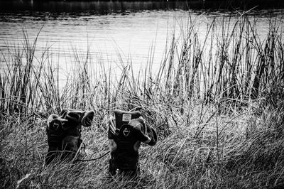 Reflection of trees in water