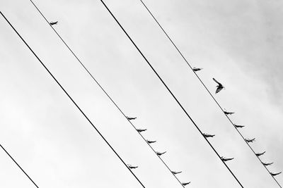 Low angle view of silhouette birds flying against sky