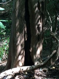 Trees in forest