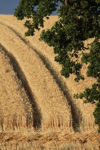 High angle view of trees growing in field