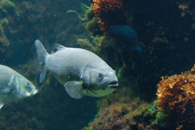 Close-up of fish swimming in sea