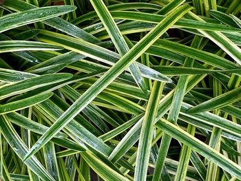 Full frame shot of wet plants on field