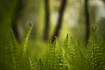 Close-up of plants