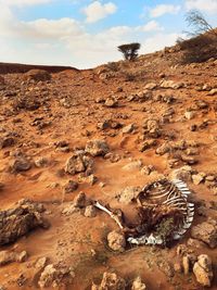 Aerial view of lizard on landscape against sky