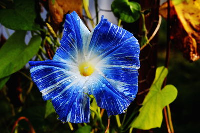 Close-up of purple blue flower