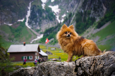 Dog looking away on rock