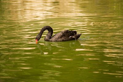 Swan swimming in lake