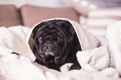 Close-up of black dog relaxing on bed at home