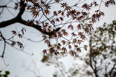 Low angle view of tree against sky