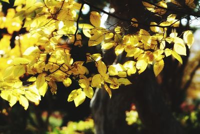 Close-up of yellow flowers on tree