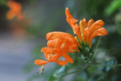 Close-up of orange lily blooming outdoors