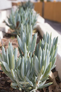 High angle view of succulent plant on field