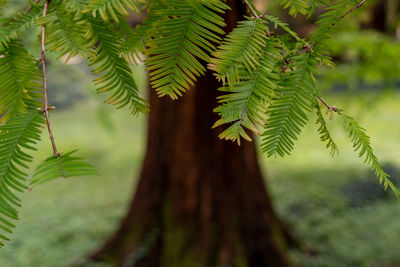 Close-up of tree branch