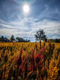 sky