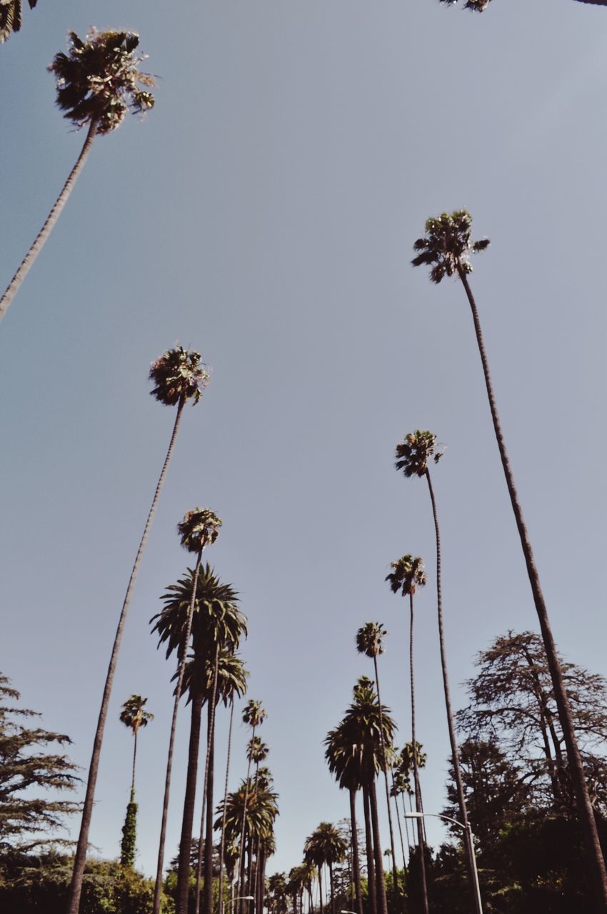 LOW ANGLE VIEW OF PALM TREES AGAINST BLUE SKY