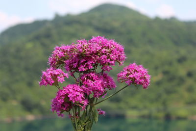 Close-up of pink flowering plant