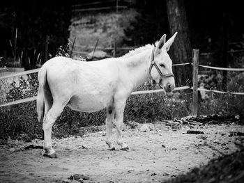 Horse standing outdoors