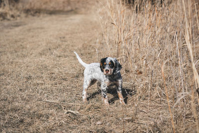 Portrait of dog running on field