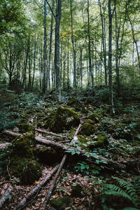 Trees in forest