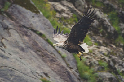 Close-up of eagle flying against trees