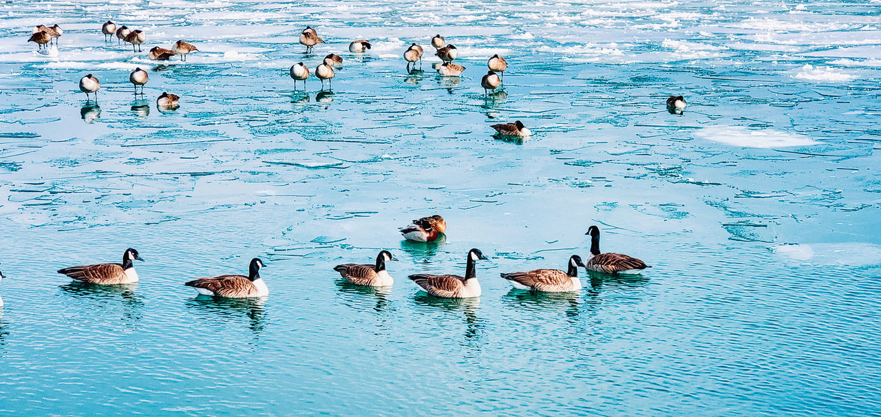 HIGH ANGLE VIEW OF DUCKS SWIMMING ON SEA