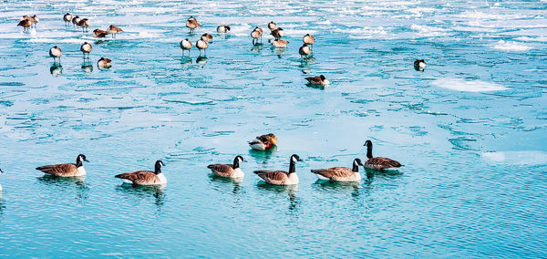 High angle view of birds swimming in sea