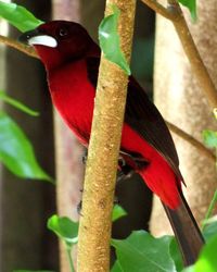 Close-up of bird perching on plant