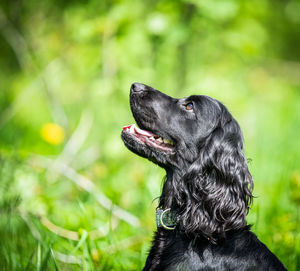 Black dog looking away