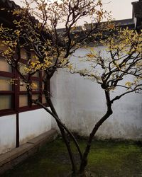 Close-up of tree against sky