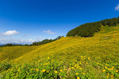 Yellow flowering plants on land against blue sky