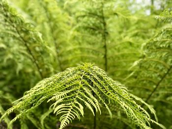 Close-up of fern leaves