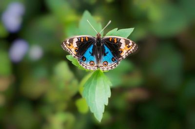 Close-up of butterfly pollinating on flower