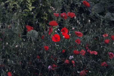 Close-up of poppy flowers blooming outdoors