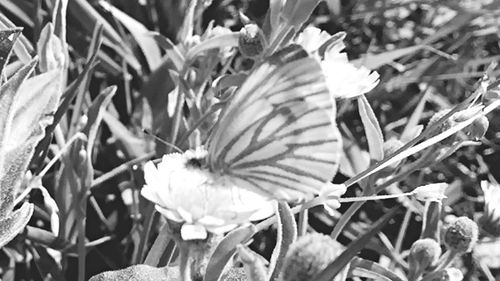 Close-up of flowers