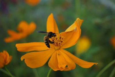 Close-up of butterfly pollinating on yellow flower