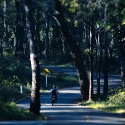 A motorcyclist through a forest road early in the morning in bai county of thailand