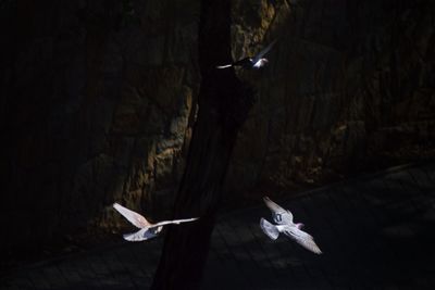 Three birds flying over the street with ligh and shadow