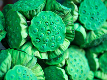 Full frame shot of lotus