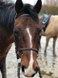 Horse in ranch