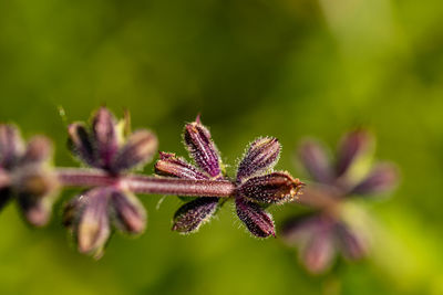 Close-up of plant