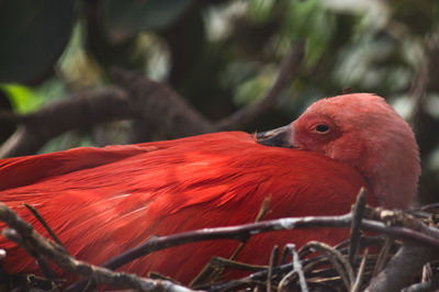 Close-up of parrot perching on tree