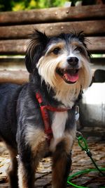 Close-up portrait of dog