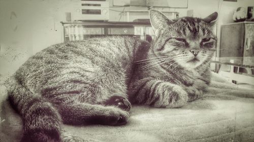 Close-up of a cat sleeping