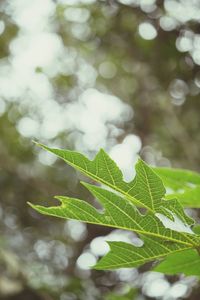 Close-up of plant leaves