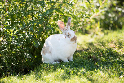 Rabbit in front of bush relaxing on grassy field