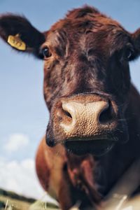 Close-up portrait of a horse