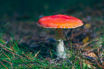 fungus