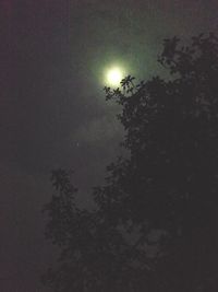 Low angle view of trees against sky at night