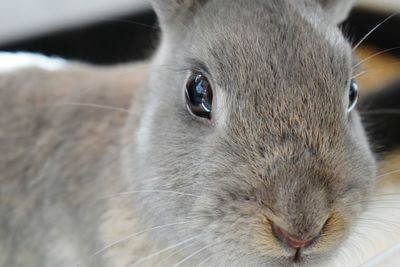 Portrait of rabbit