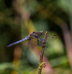 Close-up of dragonfly on flower